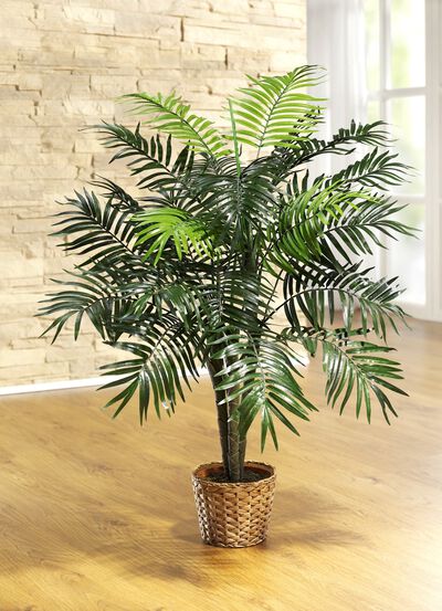 Palme im Topf 