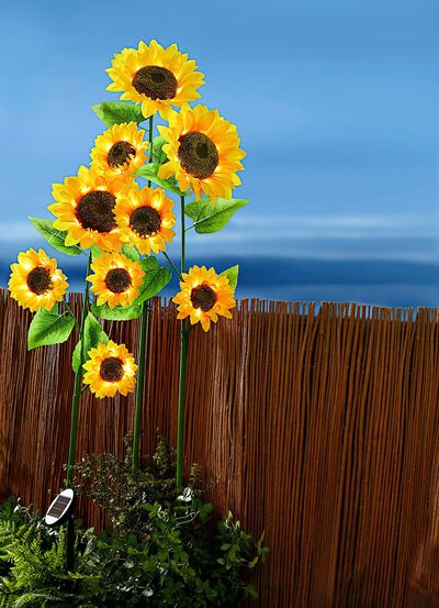 XXL-Solar-Sonnenblumen 