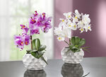 Orchideen-Gesteck in Keramikvase ROSA