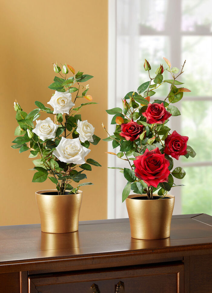 Bezauberndes Rosengesteck im Topf ROT