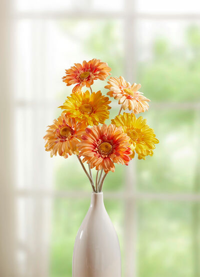 Gerbera, 6er-Set 