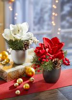 Amaryllis-Gesteck, 2er-Set 