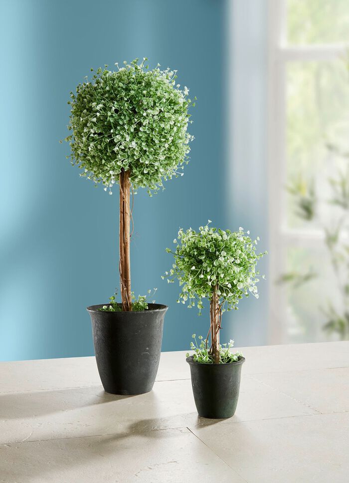 Buchskugelst&auml;mmchen im Topf 