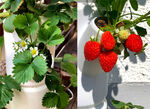 Pflanz-System Sissi Strawberry  