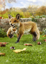 Fuchs mit Jungem 