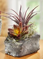 Sukkulenten-Arrangement im Topf 