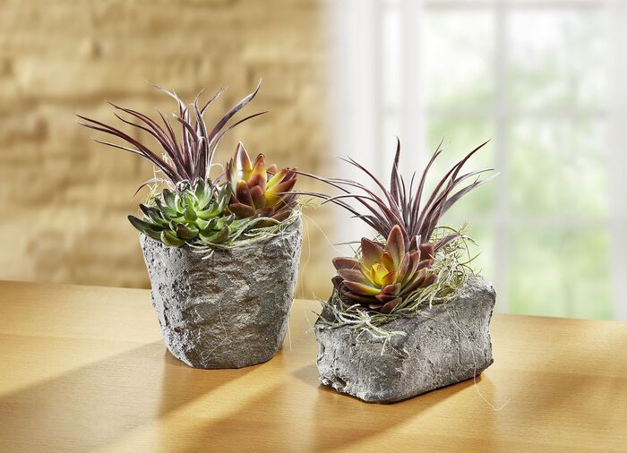 Sukkulenten-Arrangement im Topf MAUVE