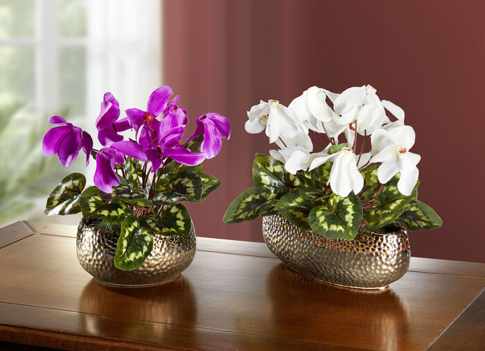 Alpenveilchen in Schale PINK