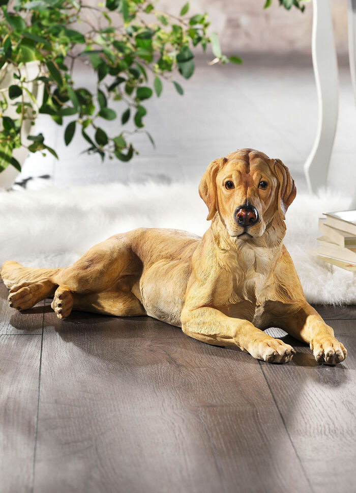 Labrador in imposanter Größe 