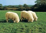 Bettumrandung aus echtem Lammfell in Tierform BEIGE