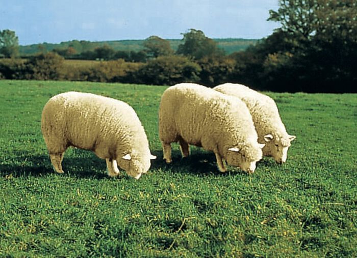 Bettumrandung aus echtem Lammfell in Tierform BEIGE