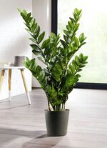 Zamifolia im Topf 