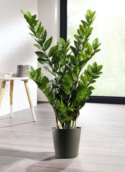 Zamifolia im Topf 
