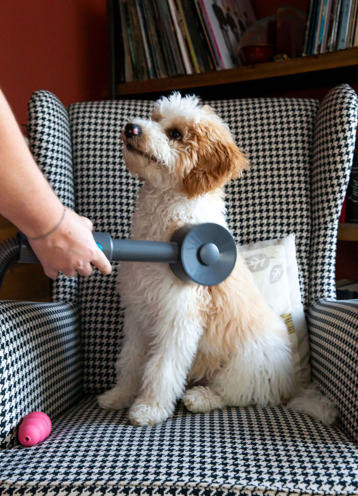 Livington «Sense IQ» Tierhaarbürsten-Set 